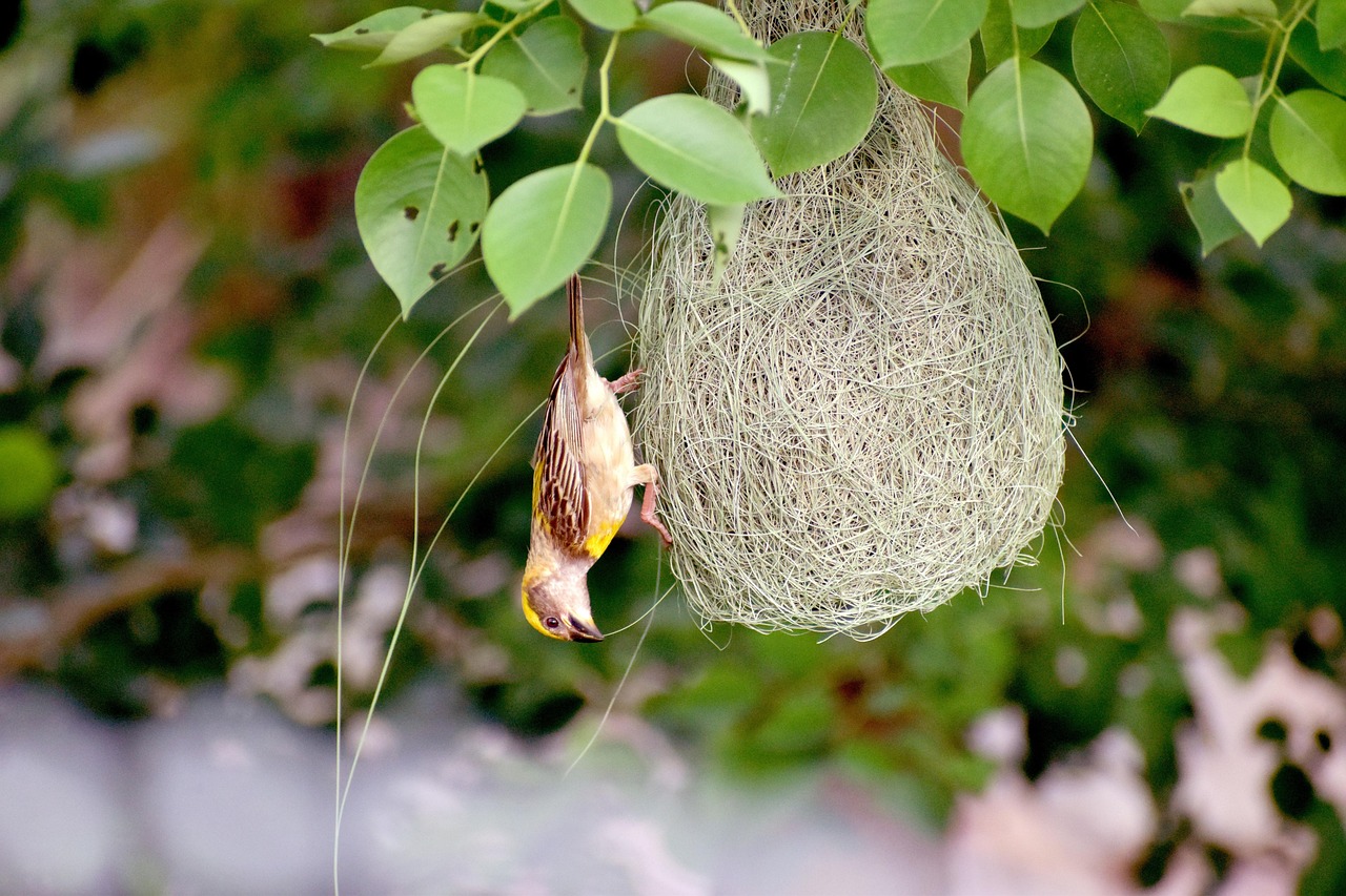 biodiversité